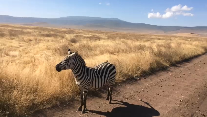 Ngorongoro Cratera Crater Tanzania