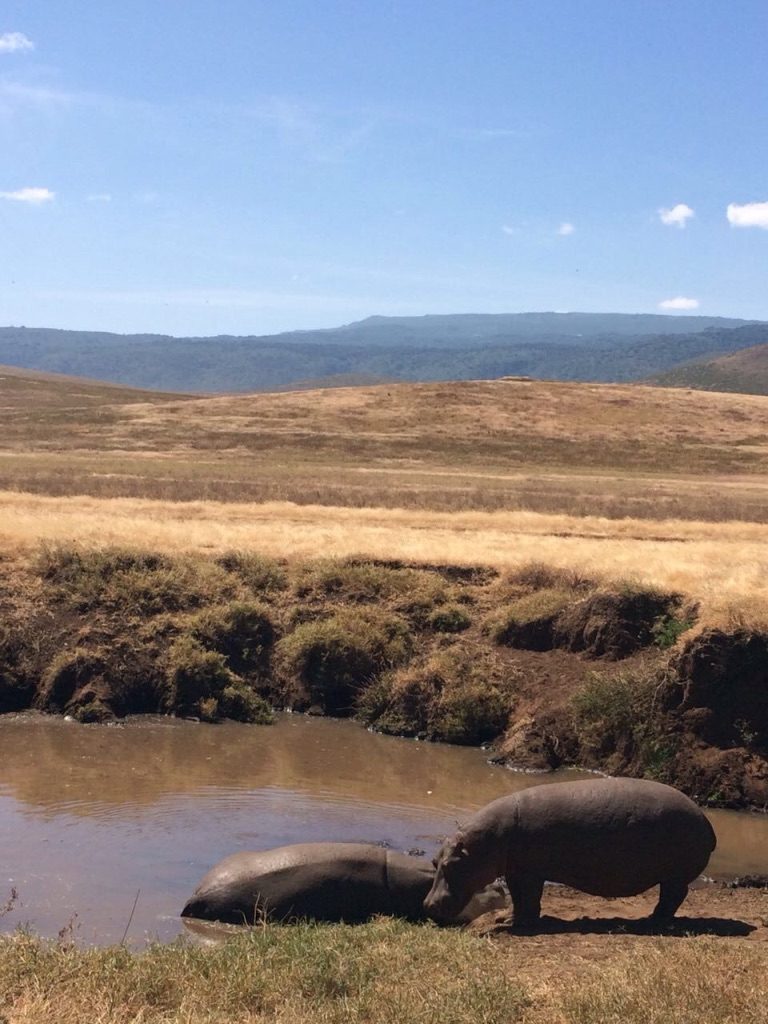 Hippo Nogorongoro Tanzania