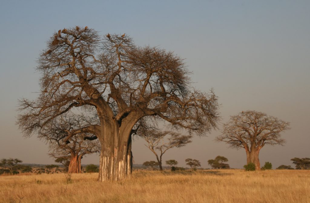 Árvore Baobá no Tarangire National Park 