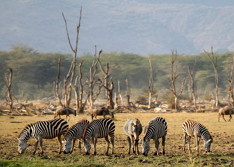 Lake Manyara National park