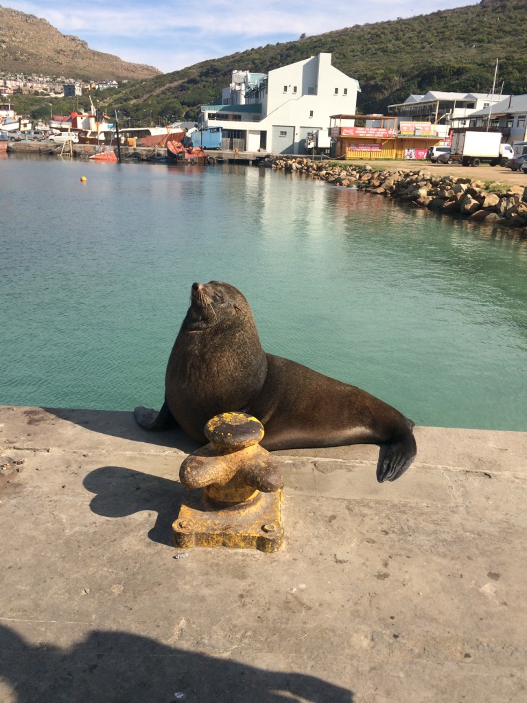 Praia das focas - Cape Town