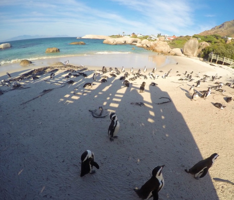 Boulders Beach - A praia dos pinguins na Africa do Sul