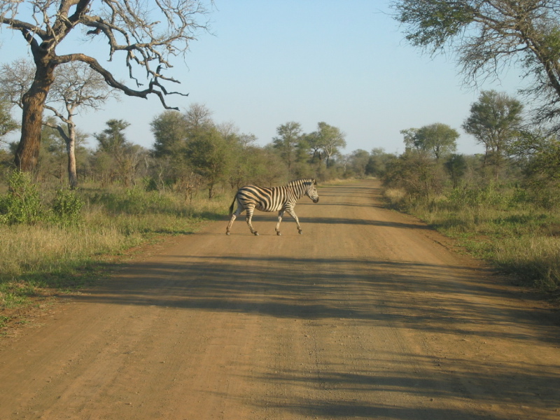 Safári no Kruger National Park - Africa do Sul