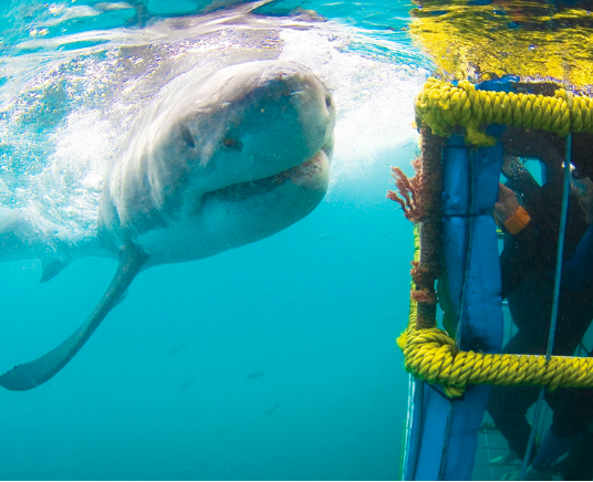 Mergulho em gaiola com tubarão branco na África do Sul